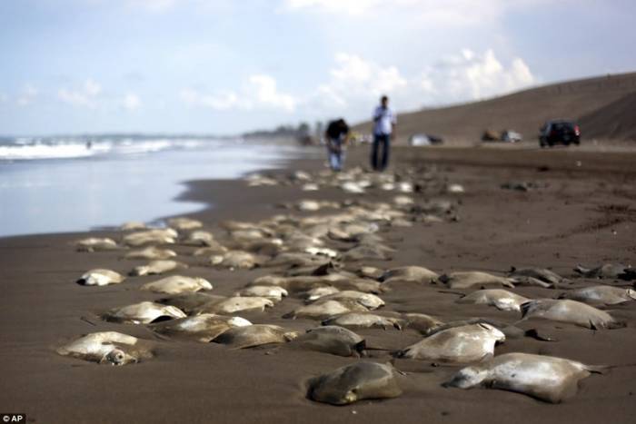 На берегу Мексиканского залива обнаружены более 250 туш электрических скатов (4 фото)