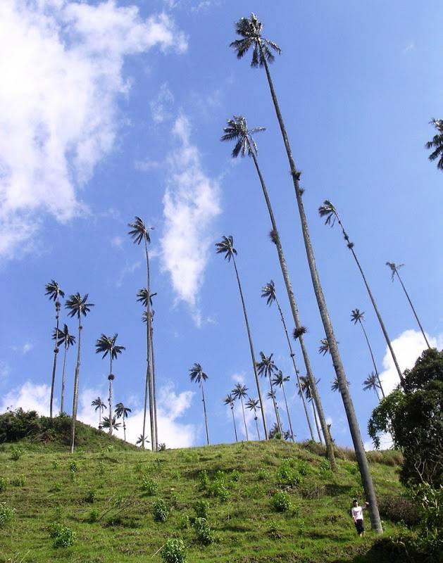 Кокора – долина уникальных пальм (11 фото)
