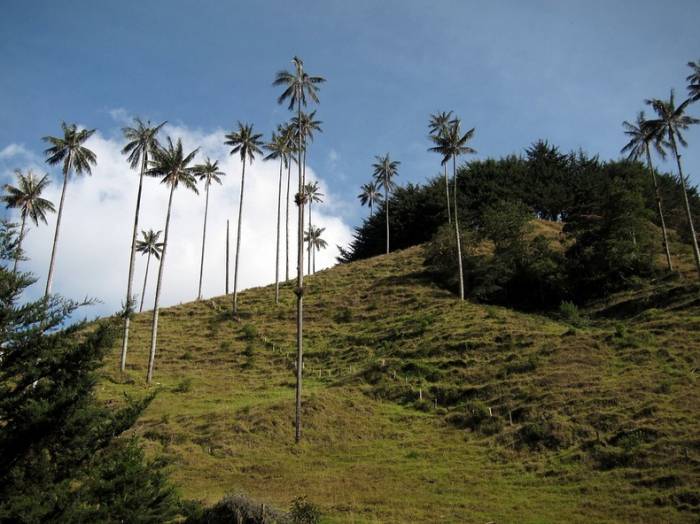 Кокора – долина уникальных пальм (11 фото)