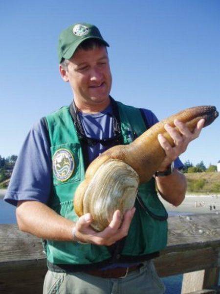 Самый большой в мире моллюск (16 фото)