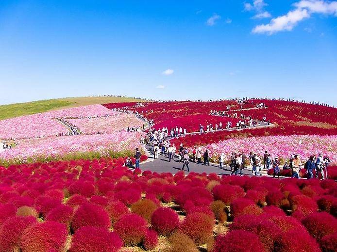 Цветочный рай парка Хитачи (15 фото)