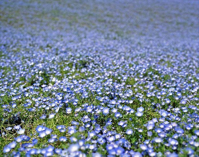 Цветочный рай парка Хитачи (15 фото)