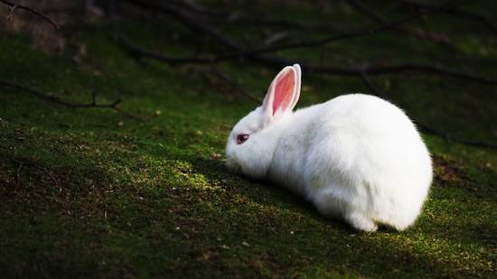 Белый хвост кролика смущает хищника при погоне