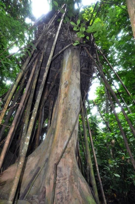 В джунглях Вьетнама 40 лет жили двое «Маугли»