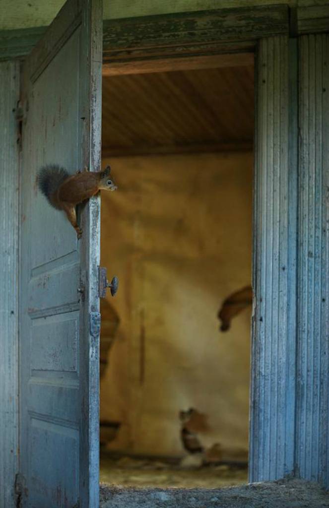 Животные в заброшенных домах (22 фото)