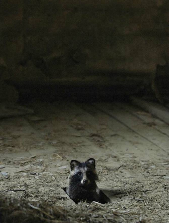 Животные в заброшенных домах (22 фото)