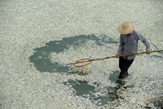 Недорогая "Рыбка" из Китая (9 фото)