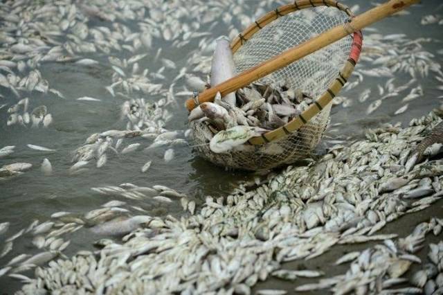 Недорогая "Рыбка" из Китая (9 фото)