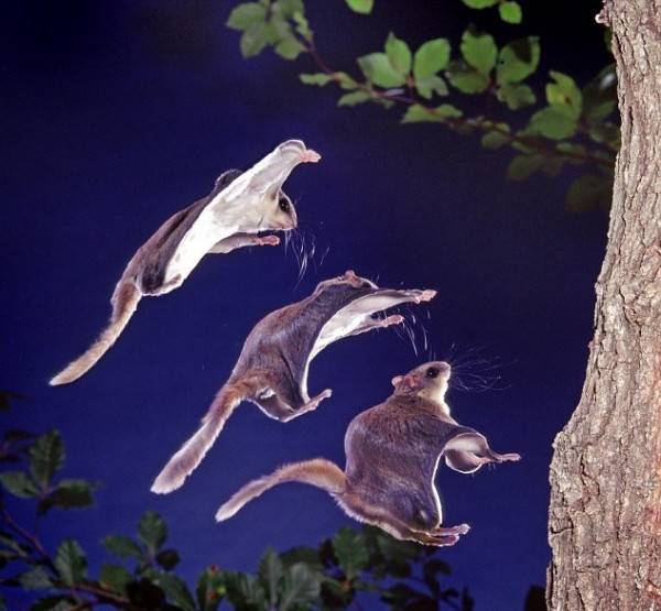 Полет белки-летяги (7 фото)