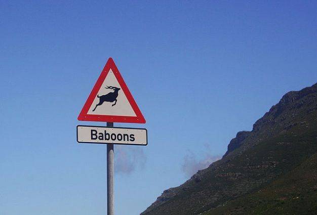 Забавные дорожные знаки в ЮАР (14 фото)