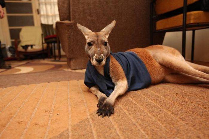 Домашний кенгуру (28 фото)