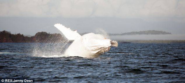 Удалось сфотографировать горбатого кита альбиноса (5 фото)