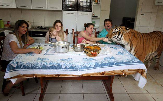 Тигр в качестве домашнего животного (14 фото)