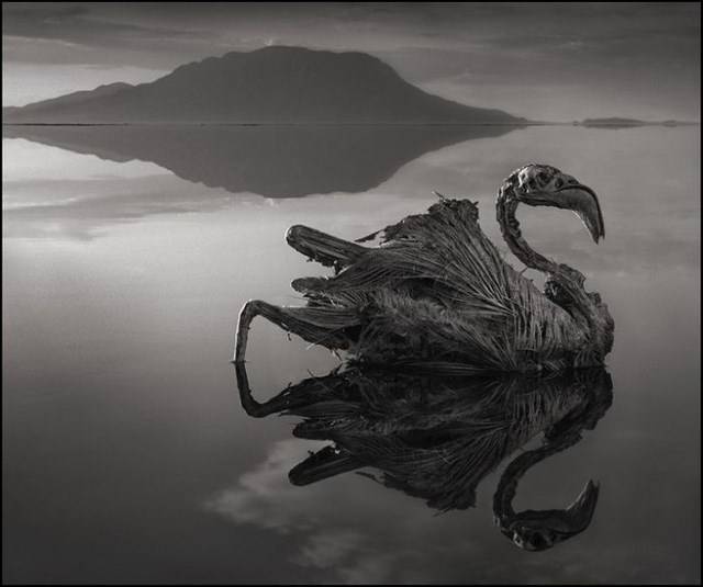 Необычное озеро в Танзании (7 фото)