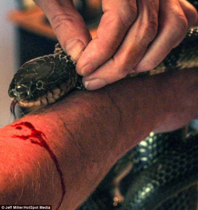 Мужчина выработал иммунитет к змеиному яду (8 фото)