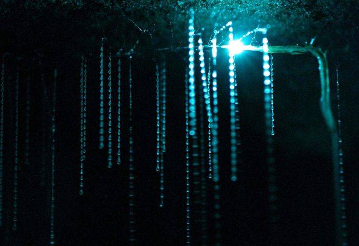 Звездное небо пещеры Уэйтомо Глоуворм (12 фото)