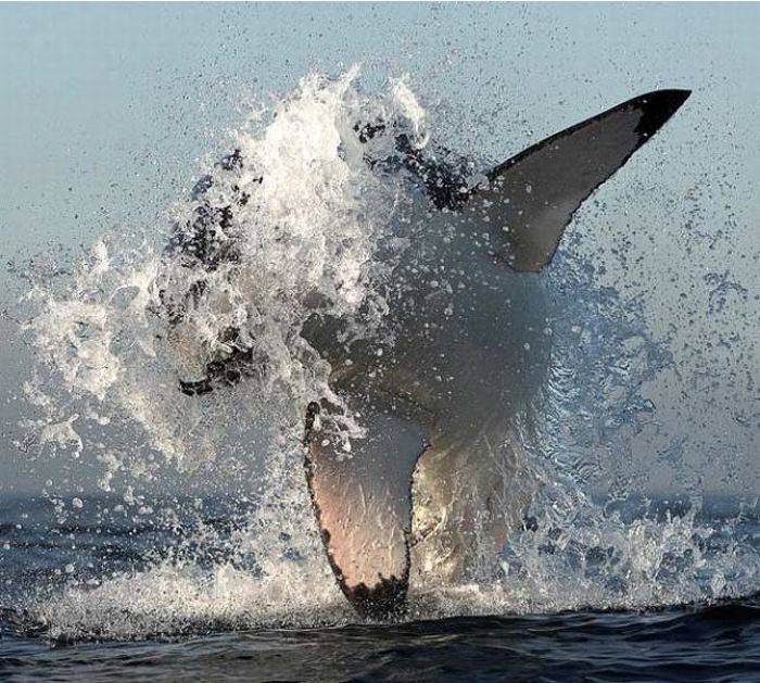 Белые акулы на охоте (9 фото)