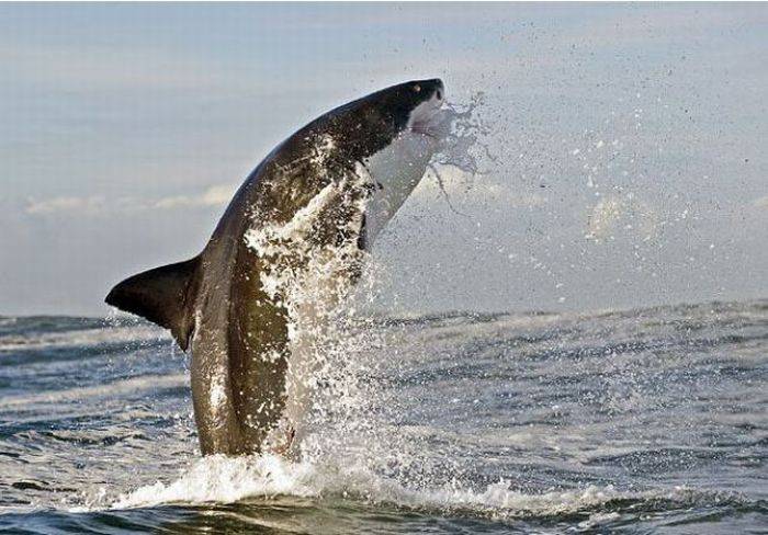 Белые акулы на охоте (9 фото)