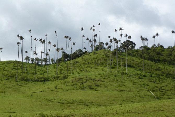 Прогулка по долине уникальных пальм (11 фото)