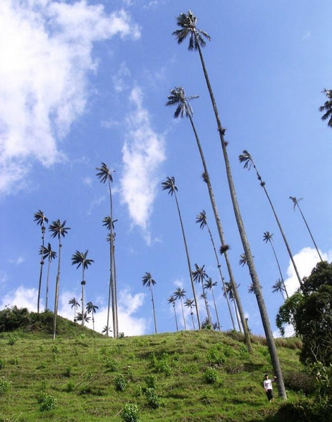 Прогулка по долине уникальных пальм (11 фото)