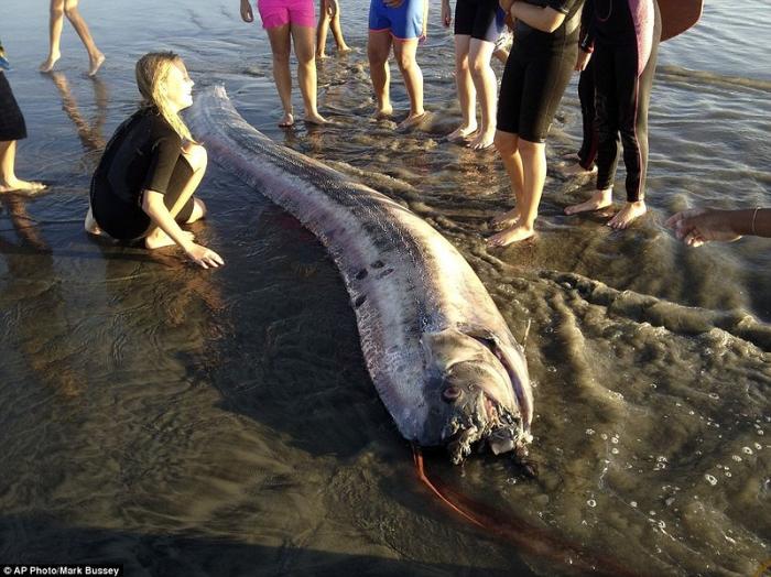 На калифорнийском пляже уже второй раз нашли рыбу-ремень (3 фото)