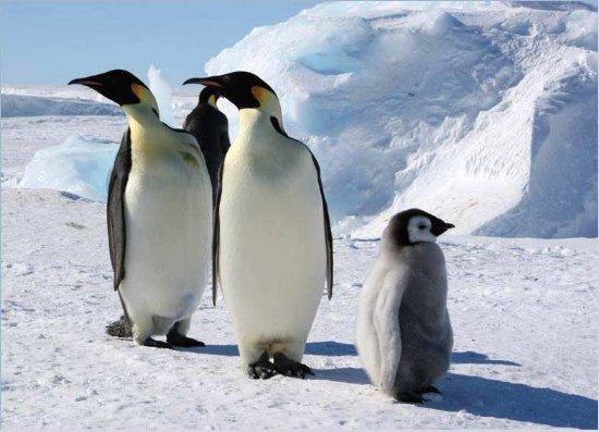 Почему пингвины не мерзнут.