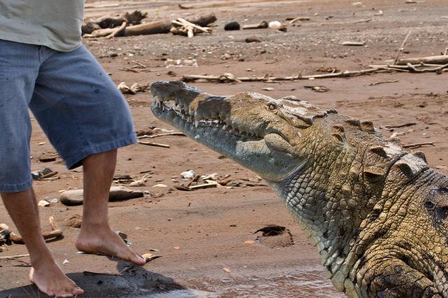 Кормление с рук крокодилов (20 фото)