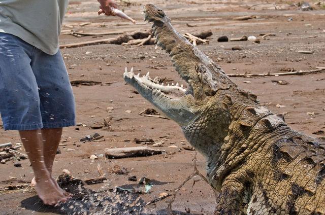 Кормление с рук крокодилов (20 фото)