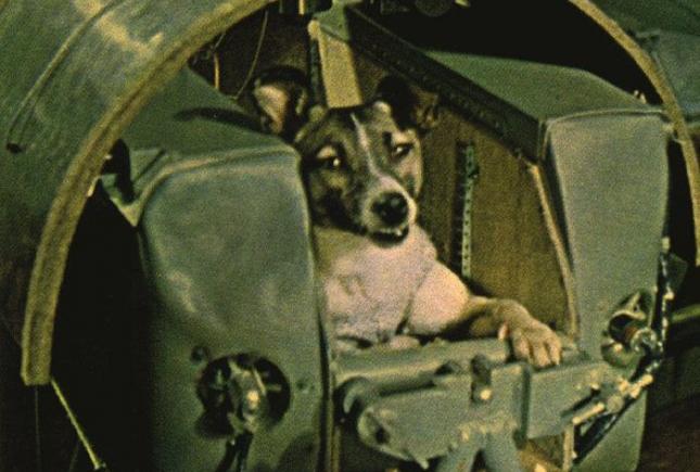 7 грустных фактов о полёте в космос Лайки, первой собаки-космонавта (5 фото)