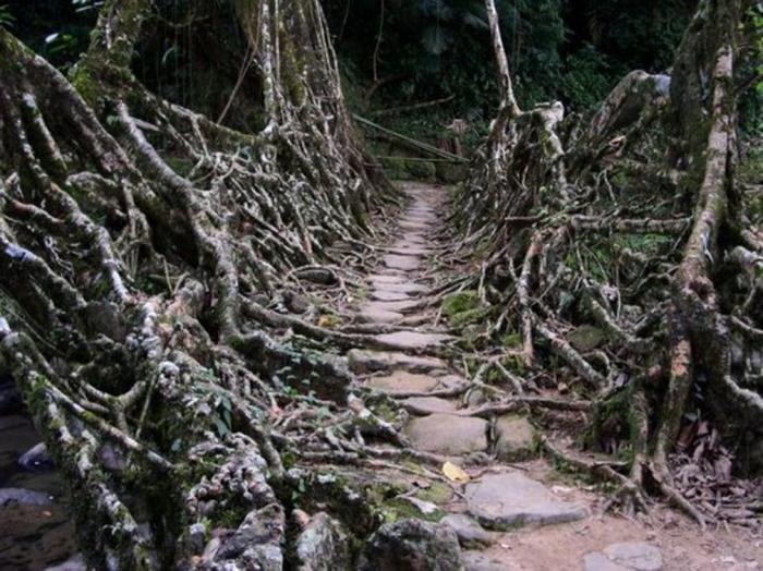 Мост из деревьев племени Хаси (6 фото)
