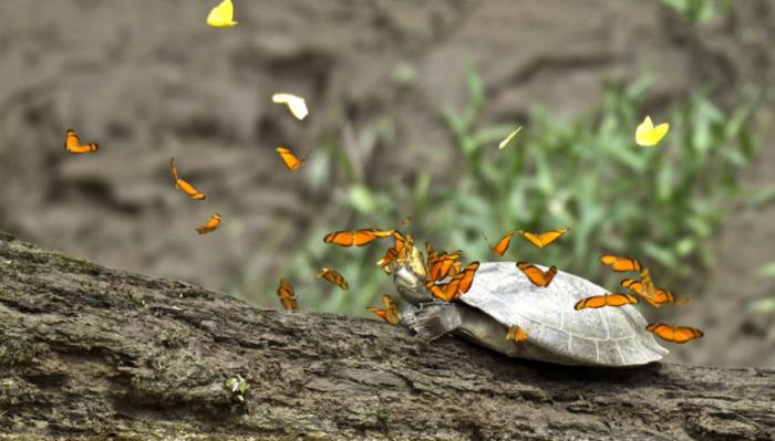 Бабочки пьют слезы черепах (4 фото)