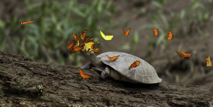 Бабочки пьют слезы черепах (4 фото)