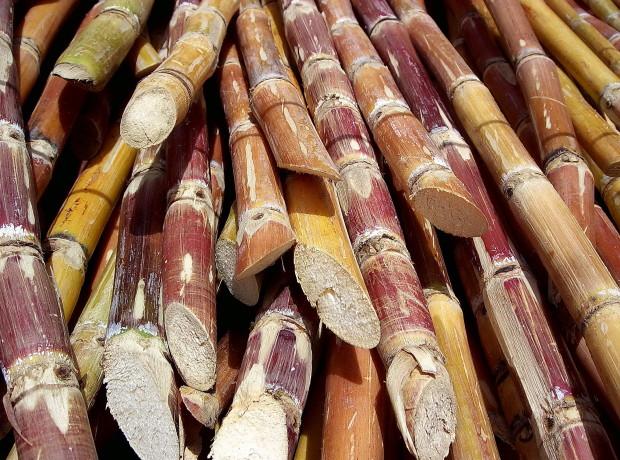 Самый большой урожай в мире — урожай сахарного тростника