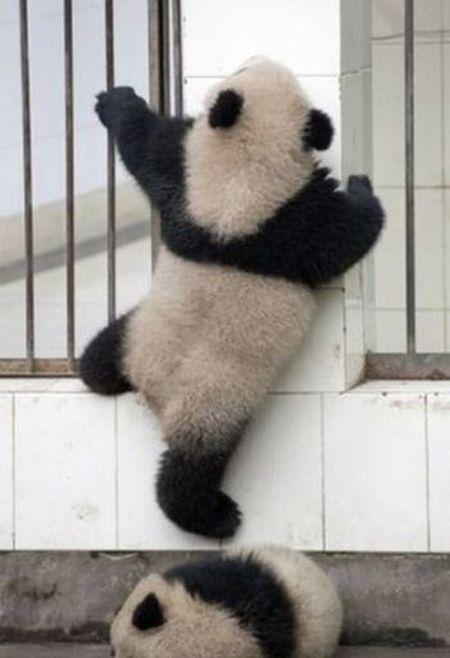 Неудачная попытка панды (5 фото)