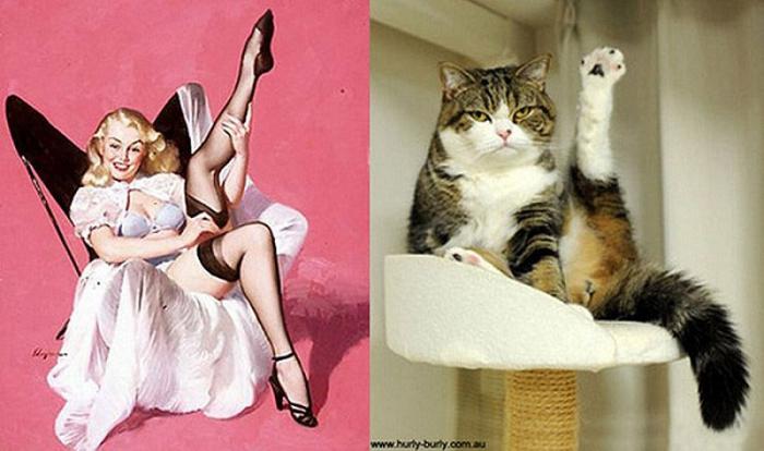 Кошки и девушки пинап (19 фото)