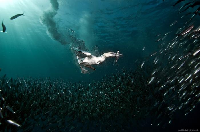 Фотографии подводного мира (18 фото)