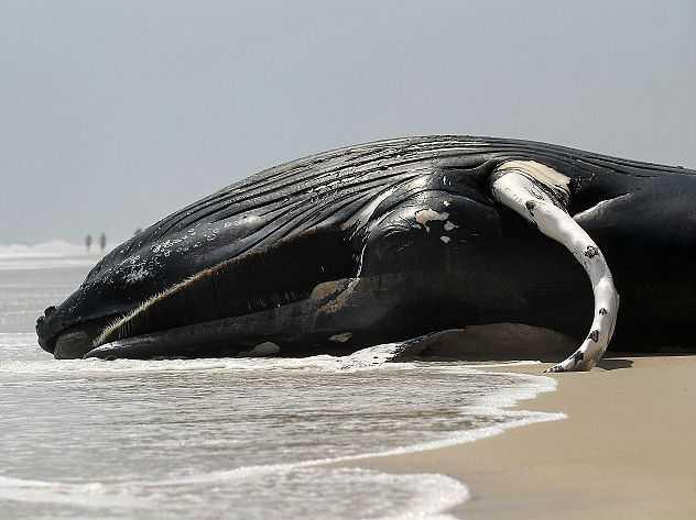 Убивший 800 дельфинов вирус начал уничтожать китов (5 фото)