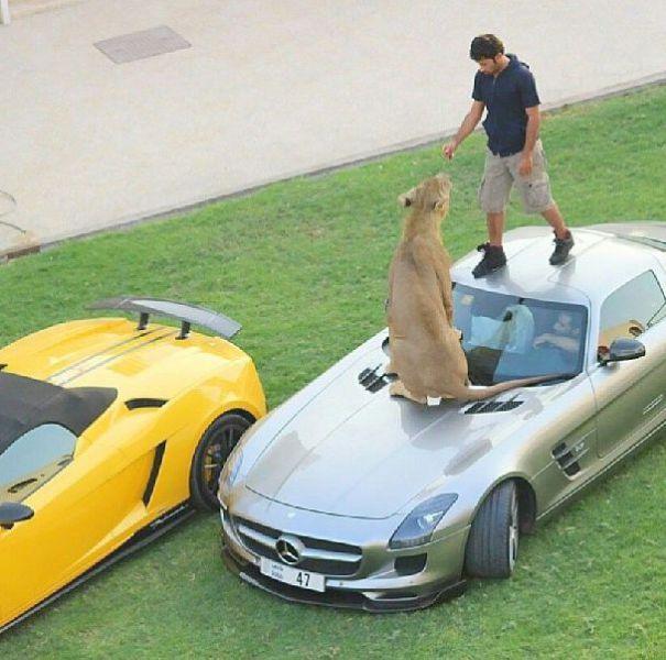 Арабский миллионер и его дикие кошечки (29 фото)
