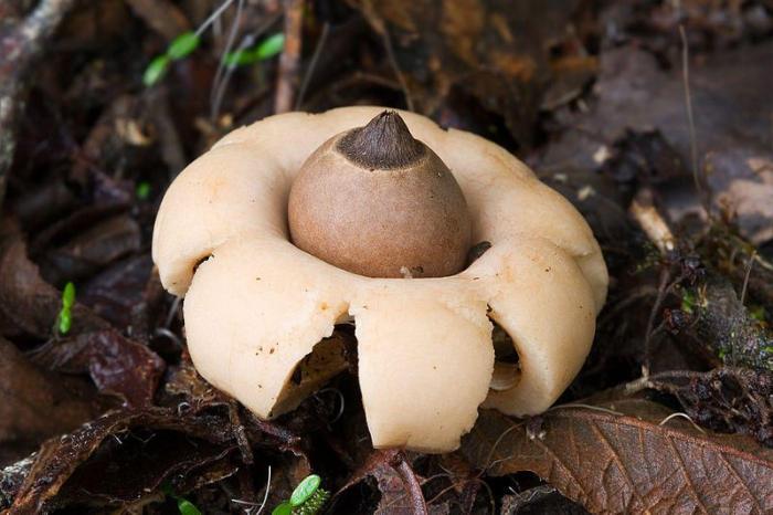 Самые красивые грибы в мире (15 фото) 