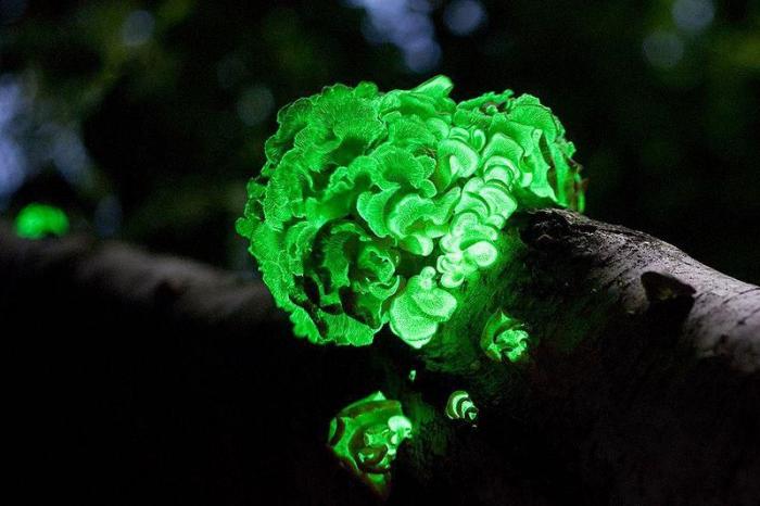 Самые красивые грибы в мире (15 фото) 