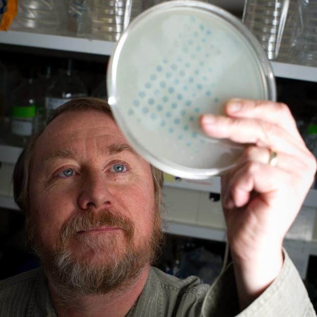 Исследователи вырастили 50 000 поколений бактерий и доказали, что эволюция не останавливается никогда