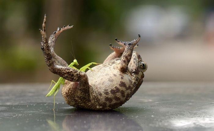 Богомол делает массаж лягушке (4 фото)