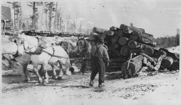 Архивные фотографии рабочих лошадей прошлого (19 фото) 