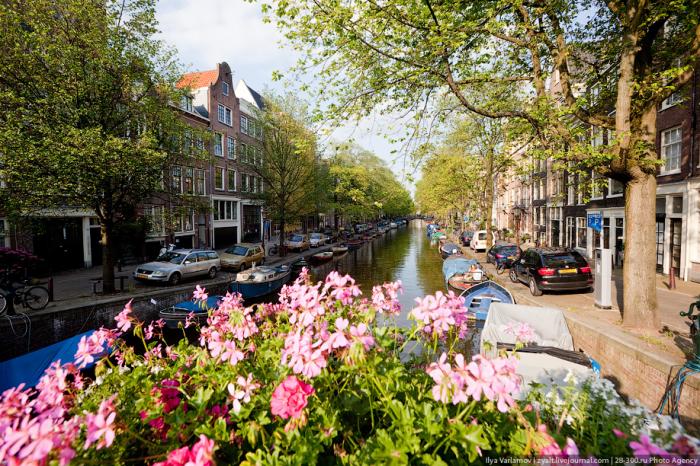 Радости Амстердама (25 фото)