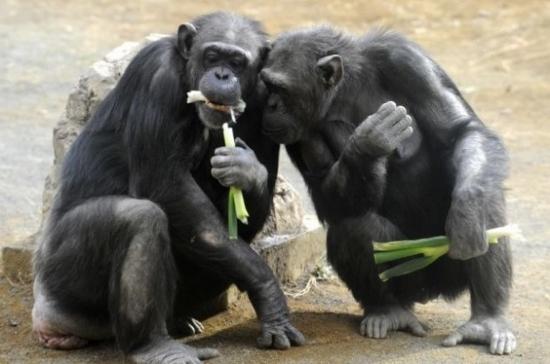 Четырёх шимпанзе могут в скором времени юридически признать людьми