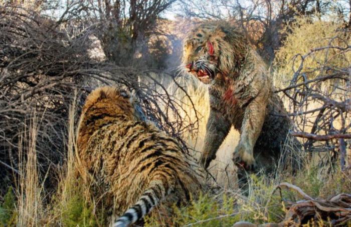 Кровавая схватка двух тигров за территорию (11 фото)