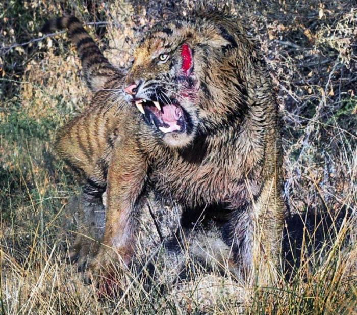 Кровавая схватка двух тигров за территорию (11 фото)