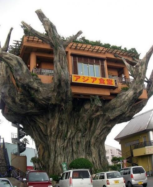 Дерево-ресторан (5 фото)
