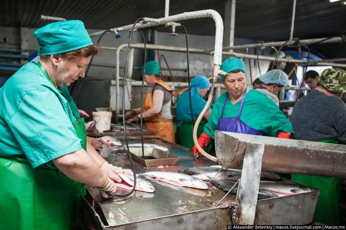 Экскурсия на Южно-Сахалинский рыбный завод (20 фото)