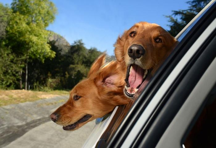 Восторженные собаки выглядывают из автомобильных окон (10 фото)